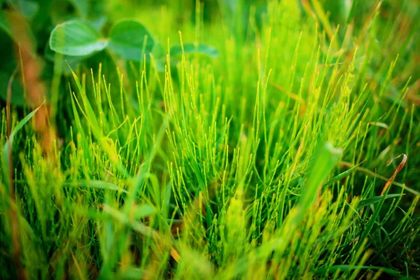 用水滴把新鲜茂密的草丛围起来 — 图库照片