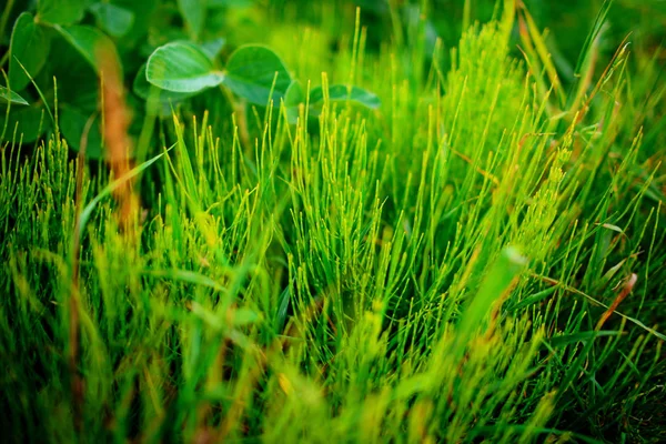 Primer Plano Hierba Fresca Espesa Con Gotas Agua Por Mañana —  Fotos de Stock