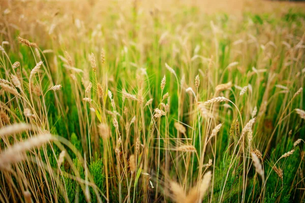 阳光明媚的一天 田野里的绿黑麦 — 图库照片