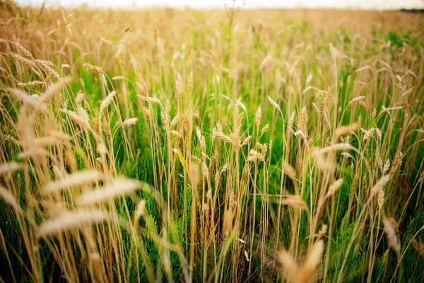 阳光明媚的一天 田野里的绿黑麦 — 图库照片