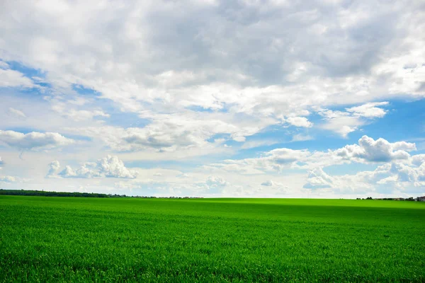 Groen Grasveld Heldere Blauwe Lucht Stockafbeelding