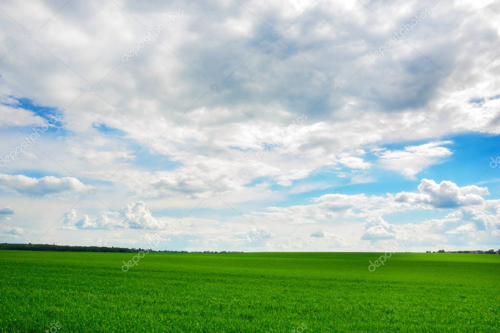 Green grass field and bright blue sky