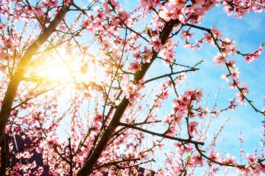 Bulutlu mavi gökyüzüne karşı açan kiraz ağacı dalları