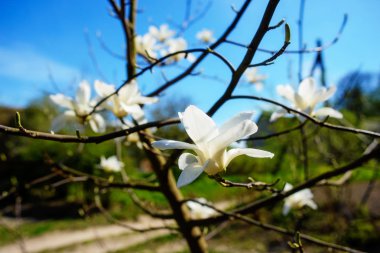 Bahar çiçekleri bir harika bahar günü mavi gökyüzünde karşı