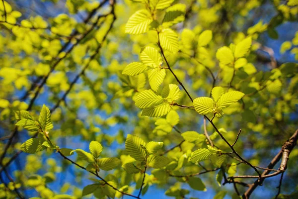 素晴らしい春の日リンゴの花が咲き乱れる春 — ストック写真