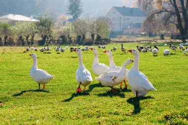 Yeşil bir ağaçlık çiftlikte kırsal otlatma beyaz yetişkin kaz sürüsü.