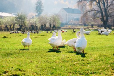 Yeşil bir ağaçlık çiftlikte kırsal otlatma beyaz yetişkin kaz sürüsü.