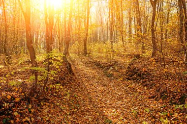 parlak güneşli sonbahar orman turuncu ağaçlar ve bitki örtüsü ve iz ile peyzaj.