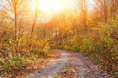 parlak güneşli sonbahar orman turuncu ağaçlar ve bitki örtüsü ve iz ile peyzaj.