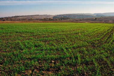 Sonbahar Hills zemin üzerine yeşil çim ve toprak kırsal çiftlik mısır tarlası görüntüleyin.