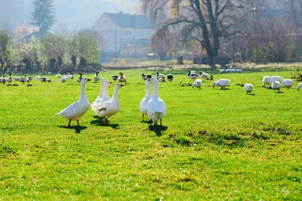 Die Herde Weißer Ausgewachsener Gänse Die Auf Dem Bauernhof Einem — Stockfoto