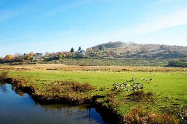 Rebanho Gansos Adultos Brancos Pastando Campo Fazenda Bosque Verde Perto — Fotografia de Stock