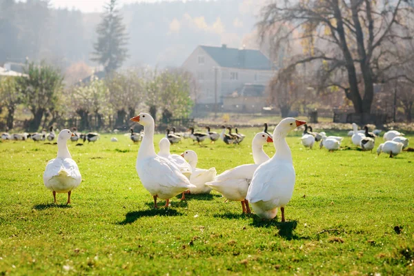 Manada Gansos Adultos Blancos Pastando Campo Granja Bosque Verde — Foto de Stock