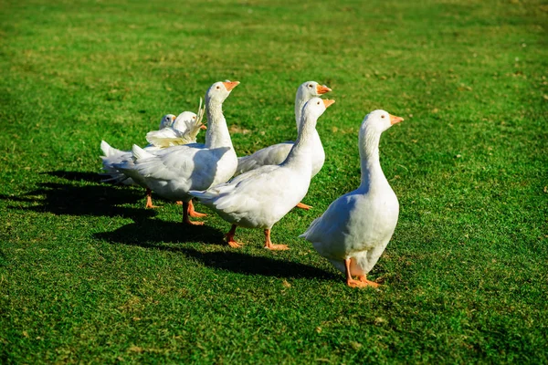 Die Herde Weißer Ausgewachsener Gänse Die Auf Dem Bauernhof Einem — Stockfoto