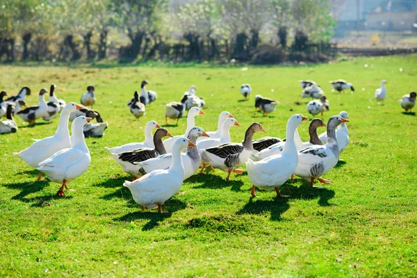 Manada Gansos Adultos Blancos Pastando Campo Granja Bosque Verde —  Fotos de Stock