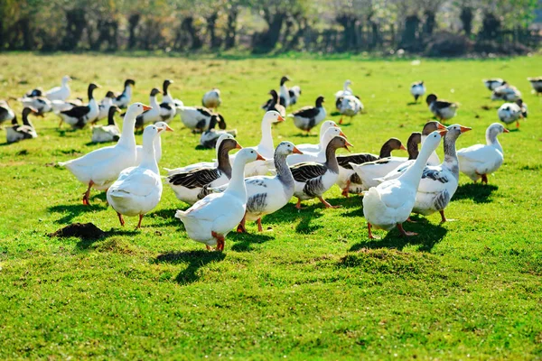 Manada Gansos Adultos Blancos Pastando Campo Granja Bosque Verde —  Fotos de Stock