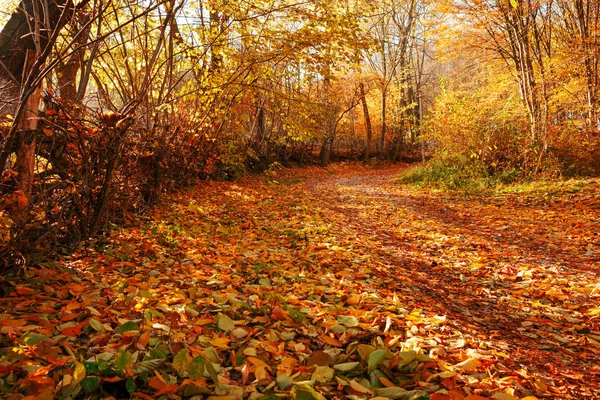 Landskap Ljusa Soliga Hösten Skogen Med Apelsinträd Och Bladverk Och — Stockfoto