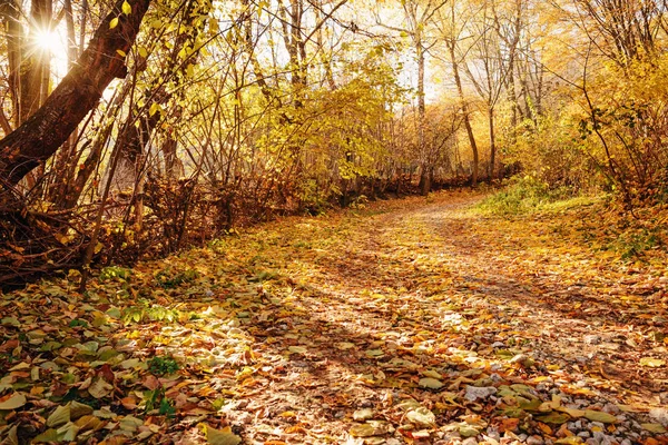 オレンジの木と紅葉トレイルと明るい日当たりの良い秋の森の風景 — ストック写真