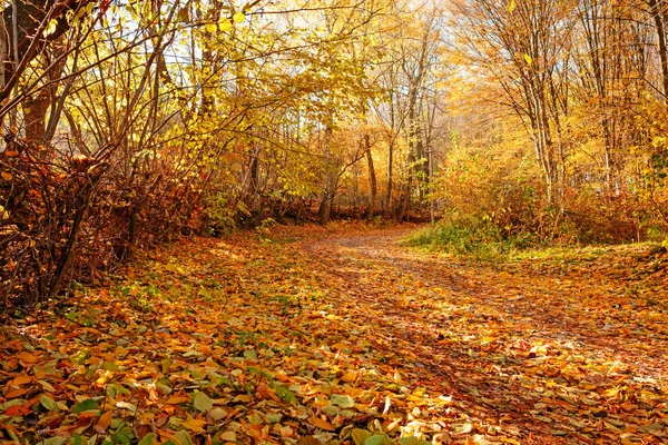 Landskap Ljusa Soliga Hösten Skogen Med Apelsinträd Och Bladverk Och — Stockfoto