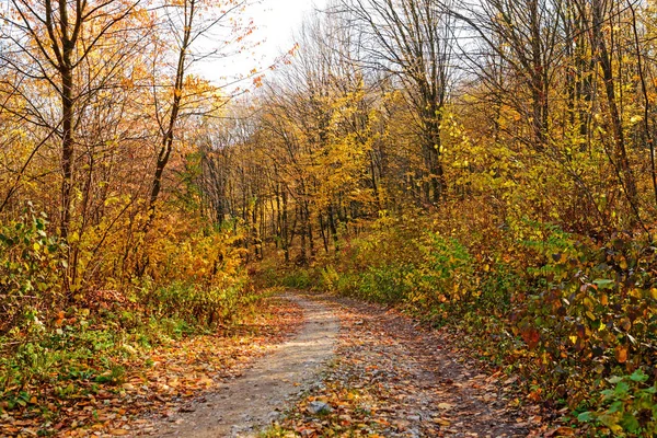 Krajobraz Jasny Słoneczny Jesienny Las Drzewami Pomarańczowymi Liści Szlak — Zdjęcie stockowe