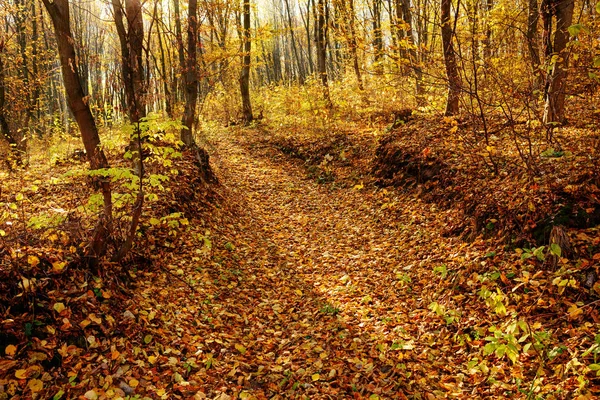 Landskap Ljusa Soliga Hösten Skogen Med Apelsinträd Och Bladverk Och — Stockfoto