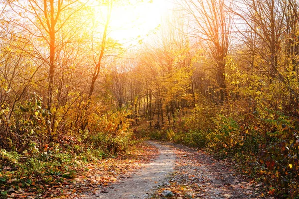 明亮的阳光明媚的秋天森林与橙树和叶子和足迹的风景 — 图库照片