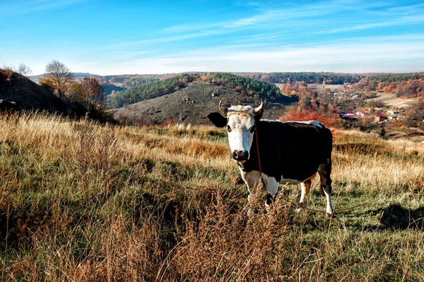 Uma Vaca Preta Branca Com Chifres Uma Altura Completa Está — Fotografia de Stock