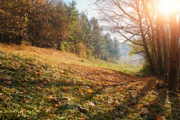 青い空と木と秋の木の風景 草原の丘にブラシ — ストック写真