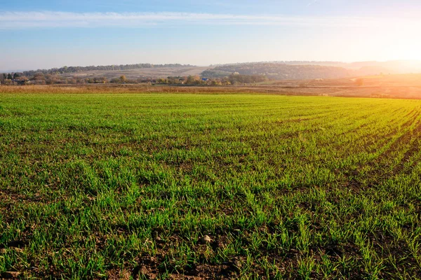 Blick Auf Den Bauernhof Maisfeld Mit Grünem Gras Und Boden — Stockfoto