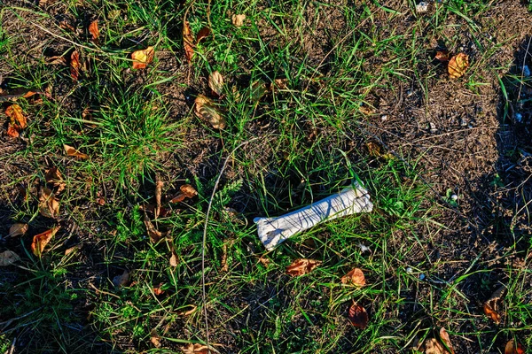 一小块动物的骨头躺在青草上 秋天的叶子 — 图库照片