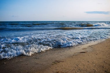 vahşi bir plaj ve güzel güneşli bir günde bir güvercin deniz suyu.