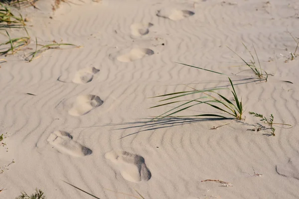 Отпечатки Ног Следы Двух Человеческих Ног Песке Отдых Концепция — стоковое фото