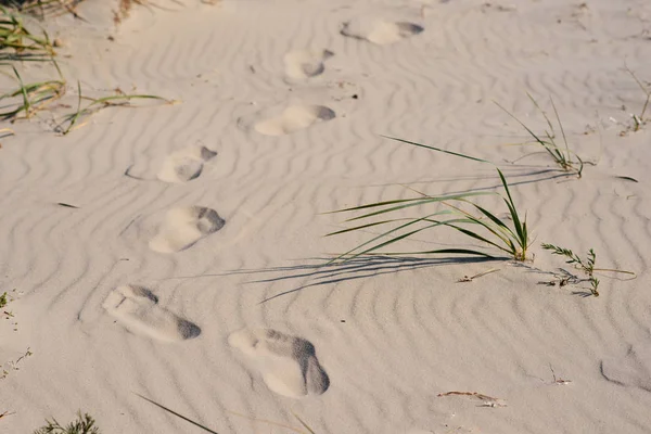 foot prints or traces of two human feet on the sand. vacation concept.