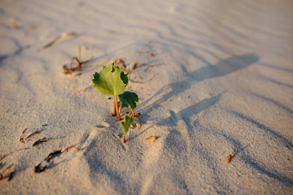 Tiro Verde Deserto Foto Conceitual Para Crescimento Condições Adversas — Fotografia de Stock