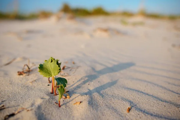 Tiro Verde Deserto Foto Conceitual Para Crescimento Condições Adversas — Fotografia de Stock