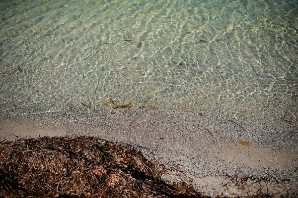 Una Playa Salvaje Una Paloma Agua Mar Hermoso Día Soleado — Foto de Stock