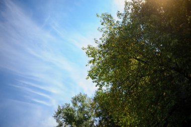 gökyüzü arka plan ağaç bahar manzara