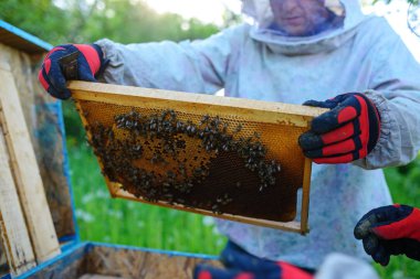 Arıcı petek çerçeveyle kovandan alır..