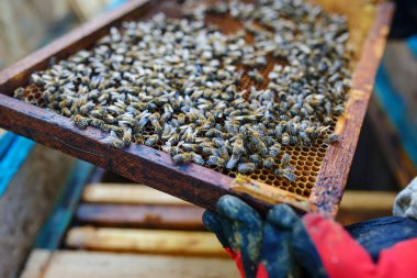 Arı yetiştiricisi arılarla bal peteğinin çerçevesini tutuyor.