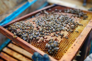 Arı yetiştiricisi arılarla bal peteğinin çerçevesini tutuyor.