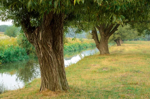 Δέντρο Κοντά Στο Νερό Του Ποταμού Στην Ηλιόλουστη Άνοιξη — Φωτογραφία Αρχείου