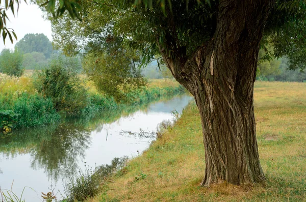 Δέντρο Κοντά Στο Νερό Του Ποταμού Στην Ηλιόλουστη Άνοιξη — Φωτογραφία Αρχείου