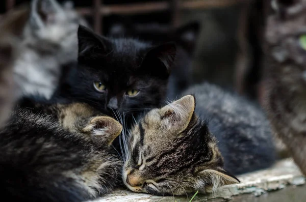 Gatinhos Pequenos Descansando Livre Lindo Dia Ensolarado — Fotografia de Stock