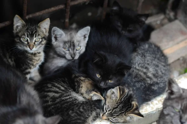 Gatinhos Pequenos Descansando Livre Lindo Dia Ensolarado — Fotografia de Stock