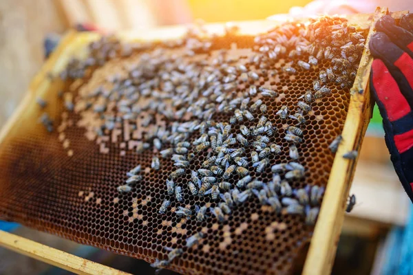 Bijenhouder Met Frame Van Honingraat Met Bijen — Stockfoto