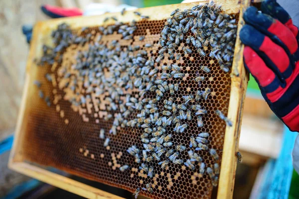 Imker Hält Wabenrahmen Mit Bienen — Stockfoto