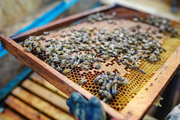 Imker Hält Wabenrahmen Mit Bienen — Stockfoto