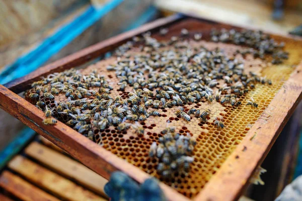 Apicultor Sosteniendo Marco Panal Con Abejas — Foto de Stock