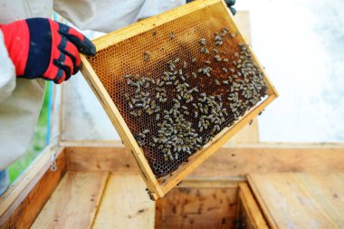 Arıcı petek çerçeveyle kovandan alır..