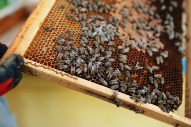 Arı yetiştiricisi arılarla bal peteğinin çerçevesini tutuyor.